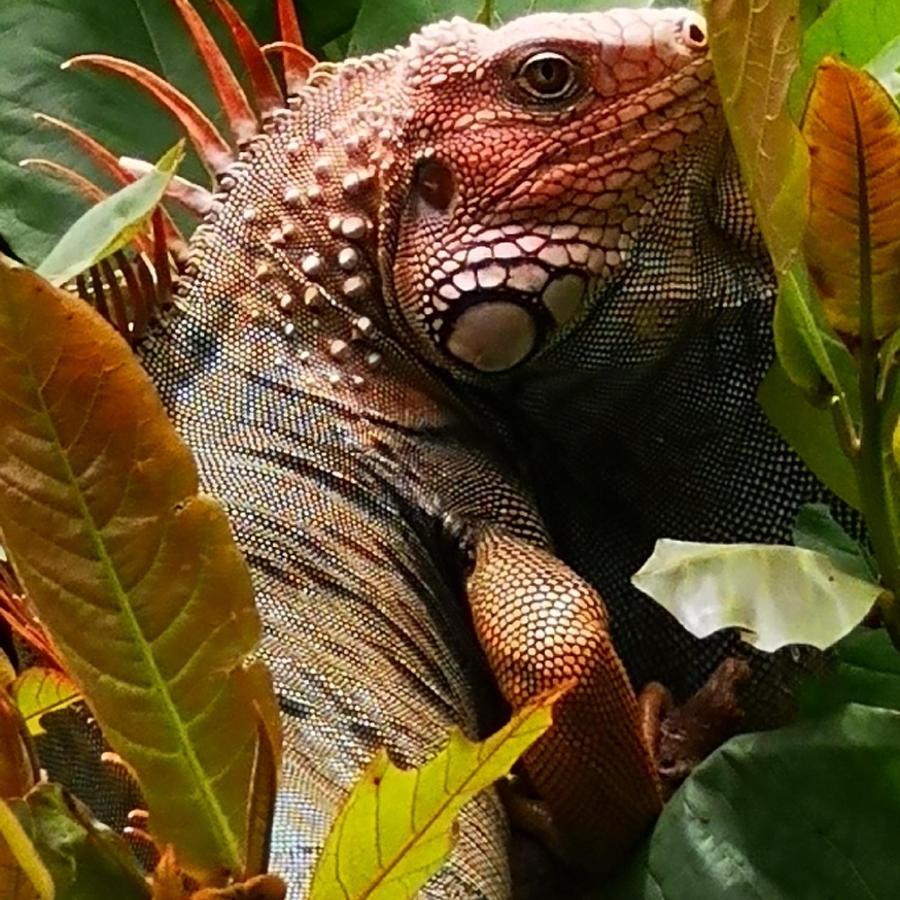 Hotel Belvedere Playa Samara Costa Rica ภายนอก รูปภาพ