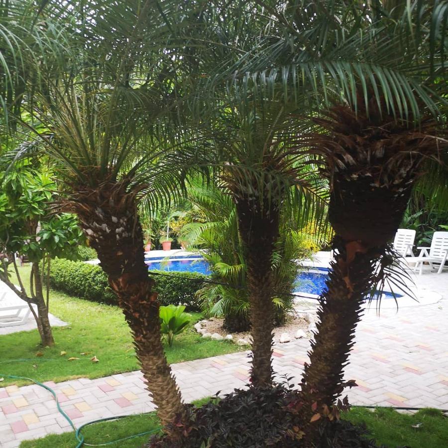 Hotel Belvedere Playa Samara Costa Rica ภายนอก รูปภาพ