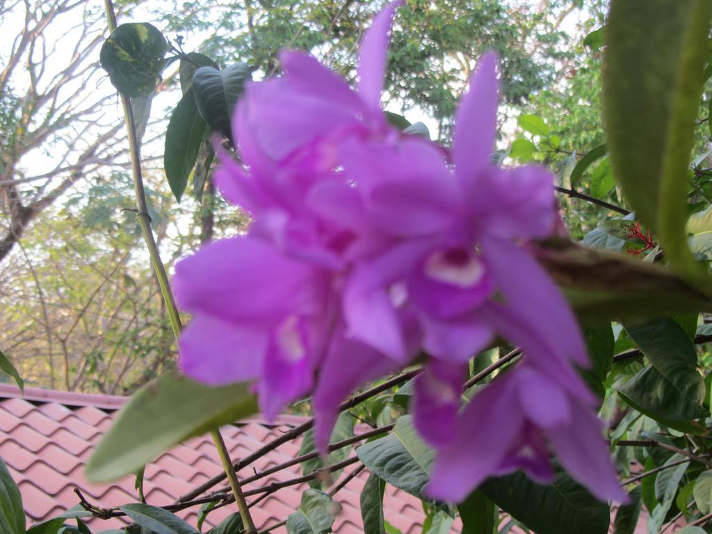 Hotel Belvedere Playa Samara Costa Rica ภายนอก รูปภาพ